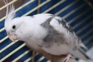 Безщёкая
