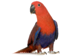 Eclectus roratus