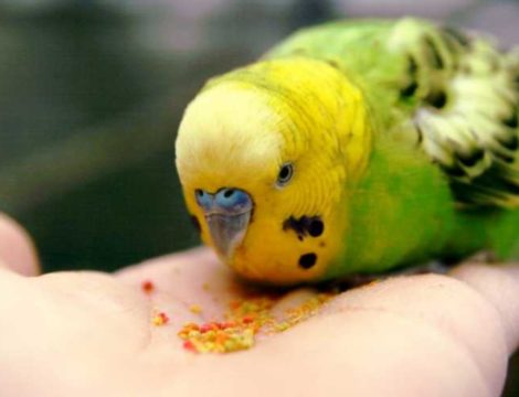Как приучить попугая к рукам