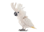 Какаду