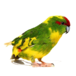 какарик