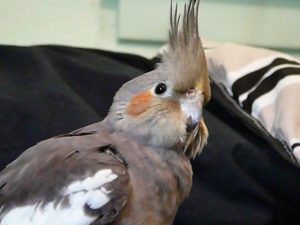 Коричневый