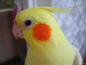 Лютино
