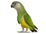 Poicephalus senegalus