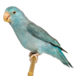 Forpus passerinus
