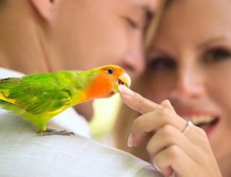 Как отучить попугая кусаться