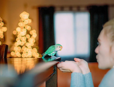 Песни для попугаев