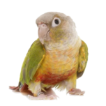 Pyrrhura
