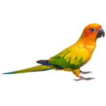 Aratinga solstitialis