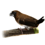 Lonchura striata