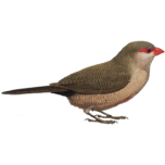 Estrilda